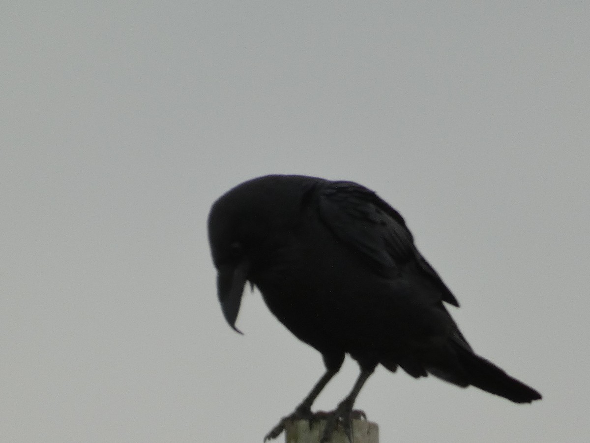 Chihuahuan Raven - ML626885899