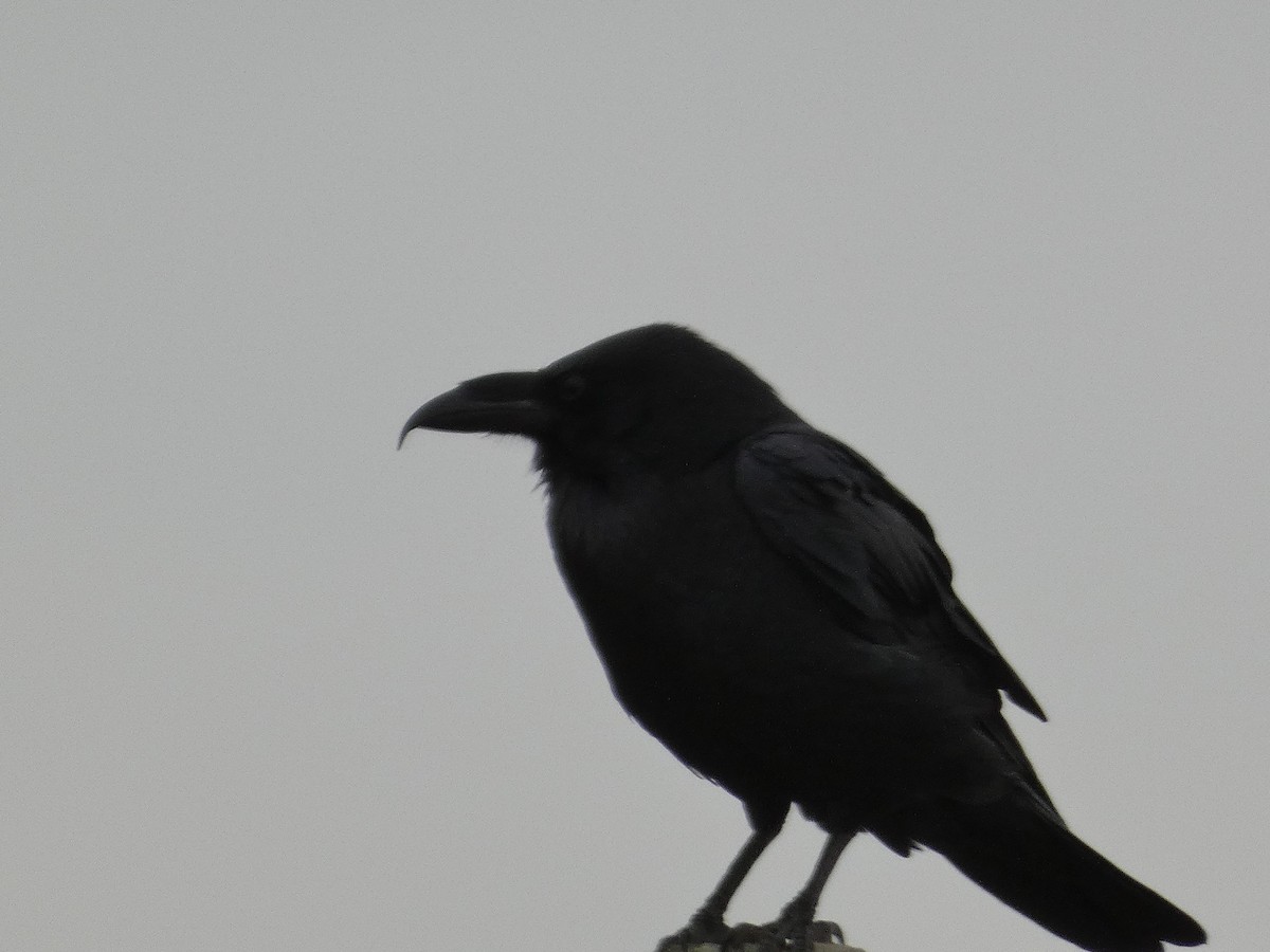 Chihuahuan Raven - ML626885900