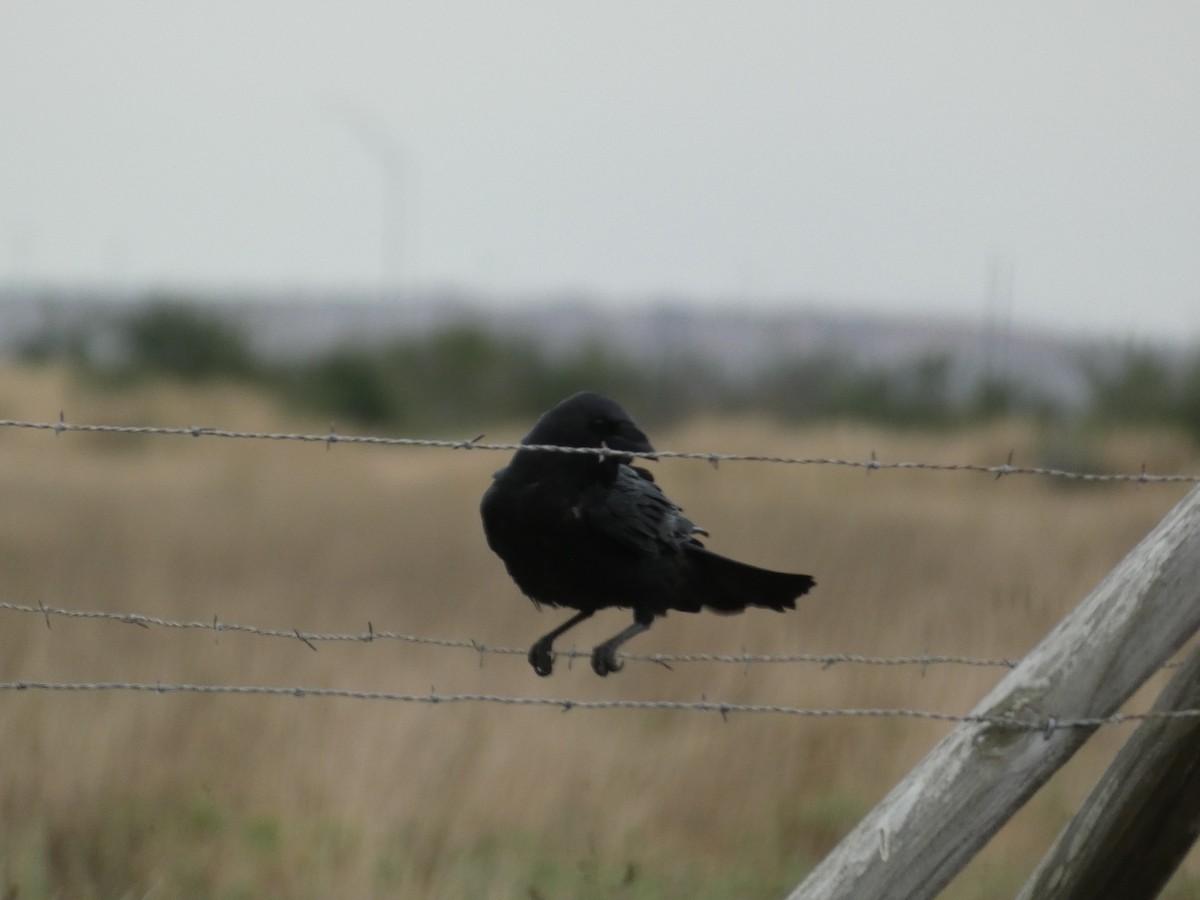 Chihuahuan Raven - ML626885901