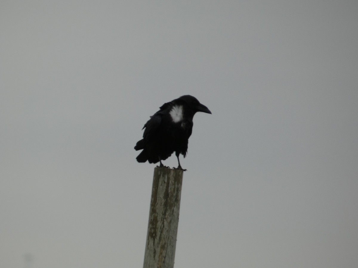 Chihuahuan Raven - ML626885902