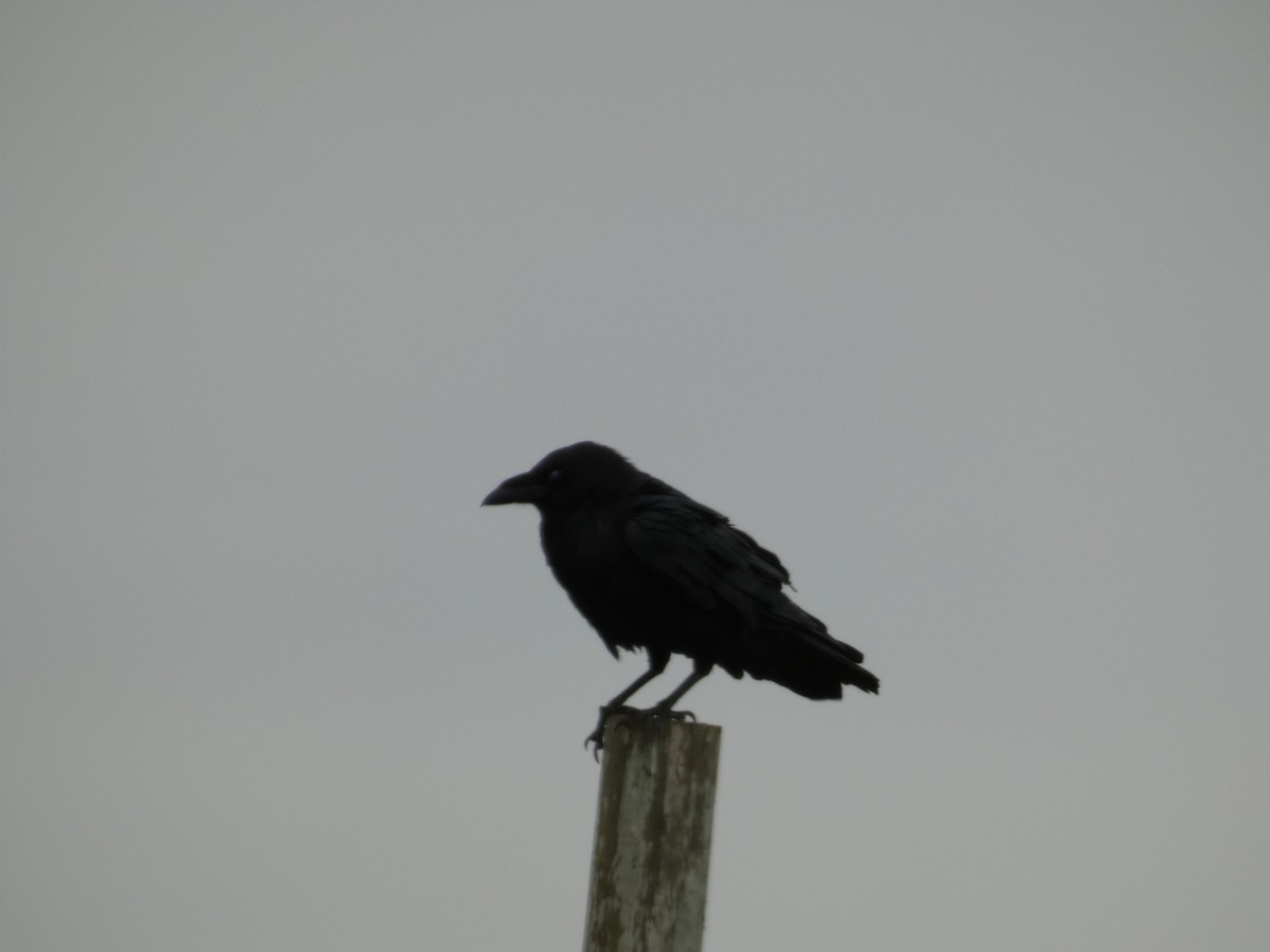 Chihuahuan Raven - ML626885903