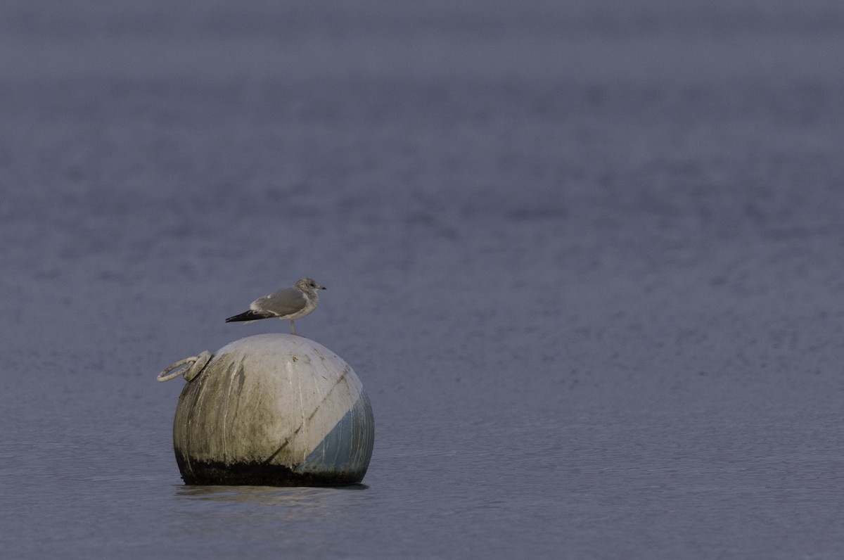 Ring-billed Gull - ML626885907