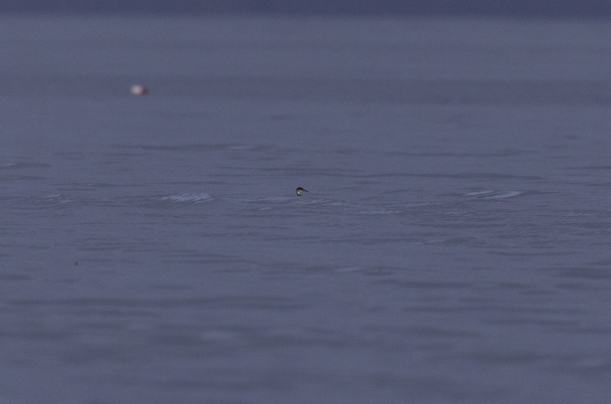 Red-necked Grebe - ML626885920