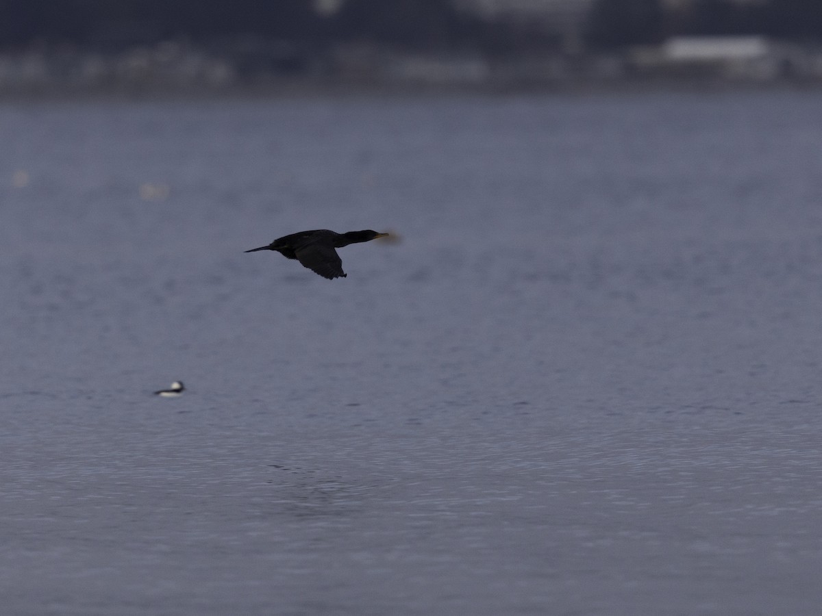 Double-crested Cormorant - ML626885944