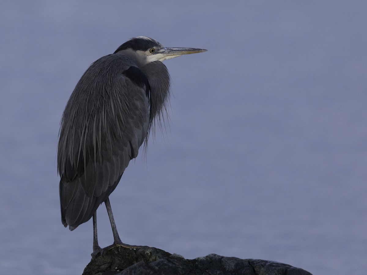 Great Blue Heron - ML626885953