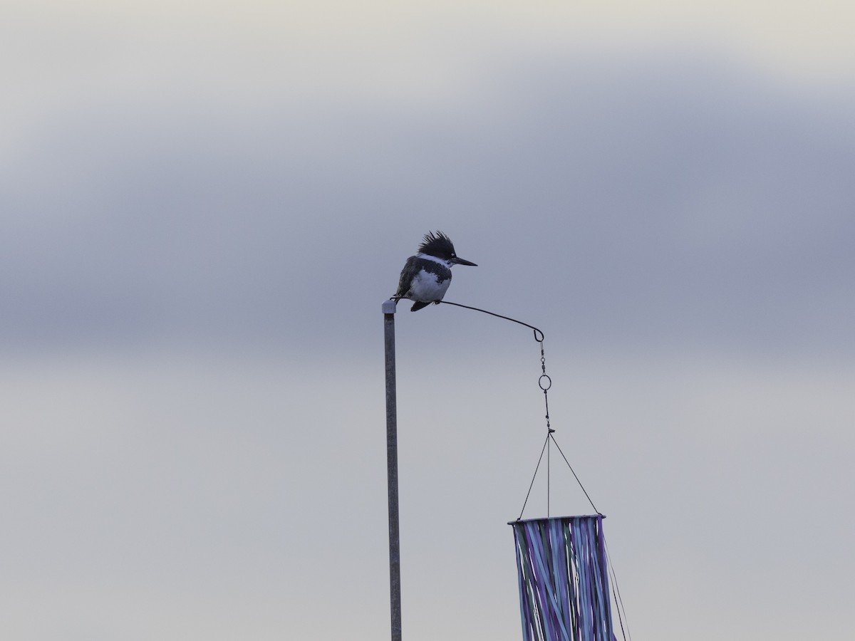 Belted Kingfisher - ML626885965