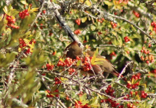 Kırmızı Kardinal - ML626886405