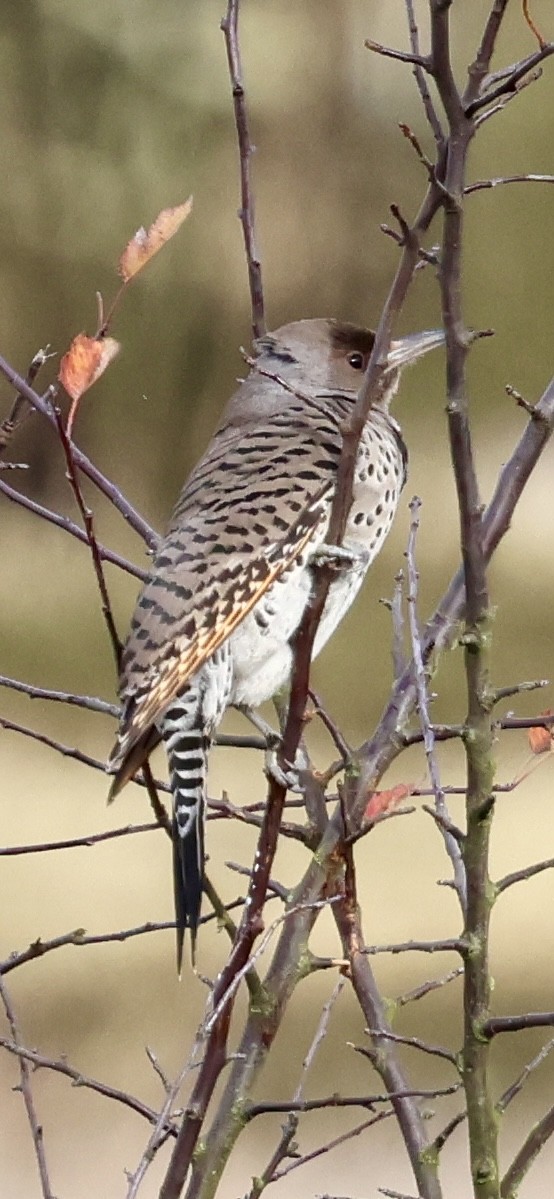 Northern Flicker (Yellow-shafted x Red-shafted) - ML626886474
