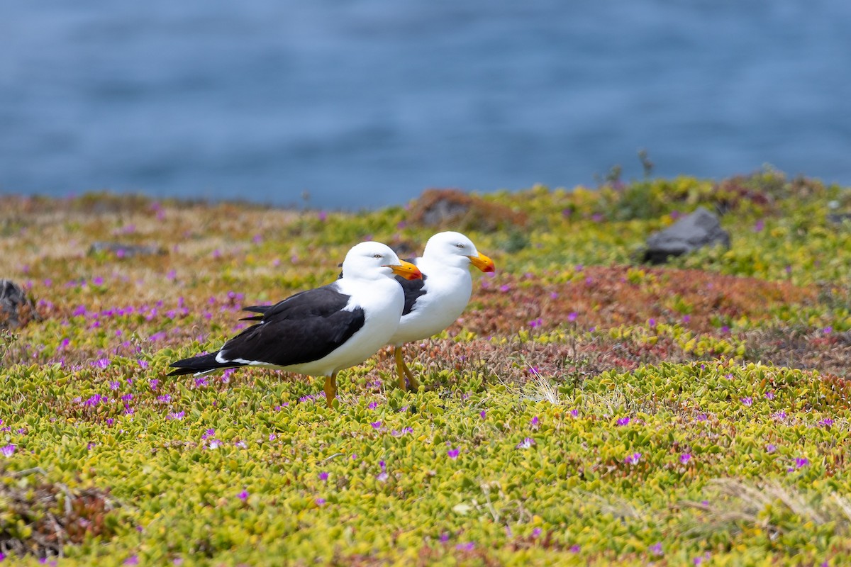 Pacific Gull - ML626886496