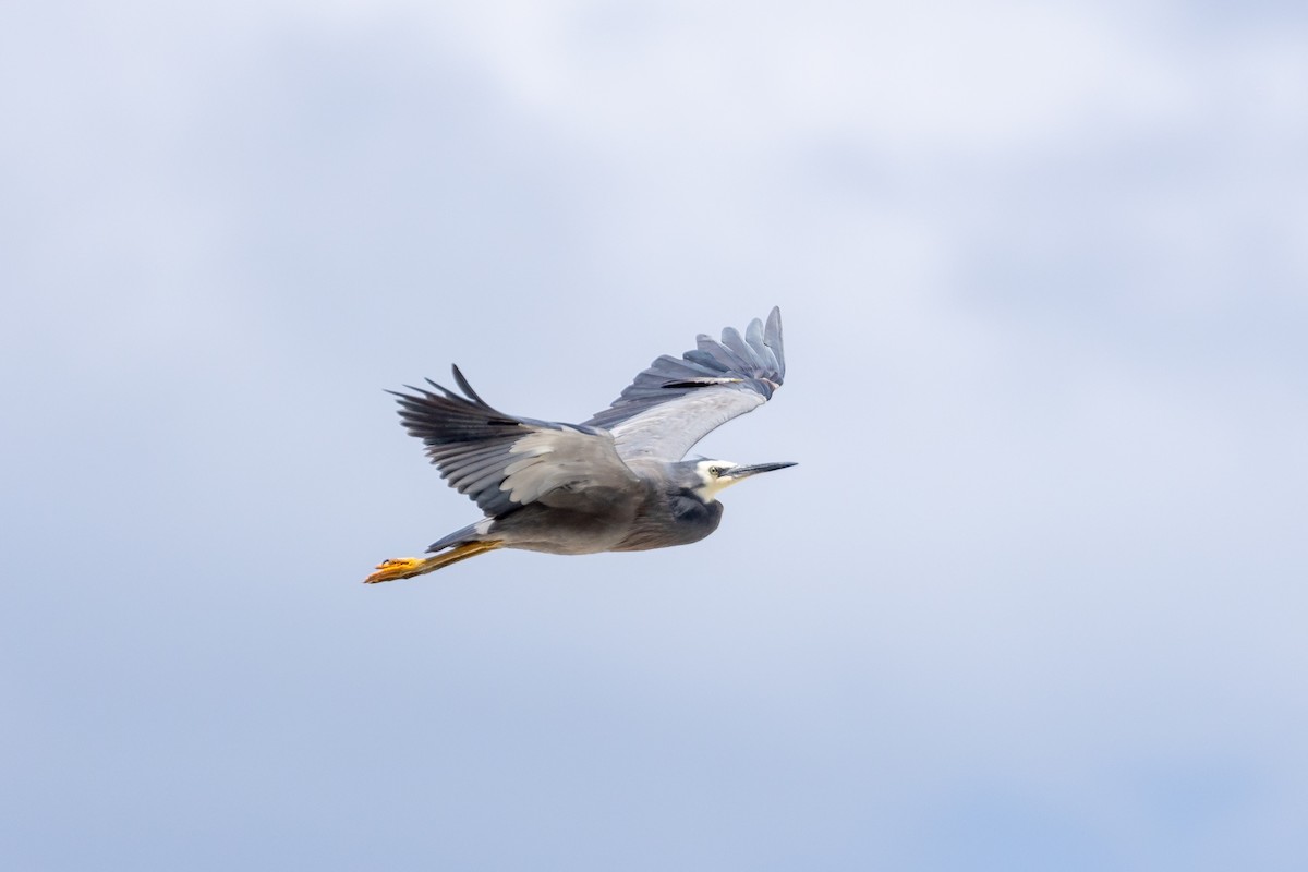 White-faced Heron - ML626886517