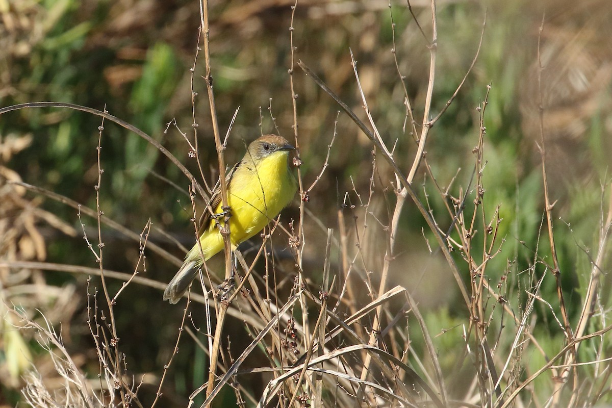 Ticking Doradito - ML626886520