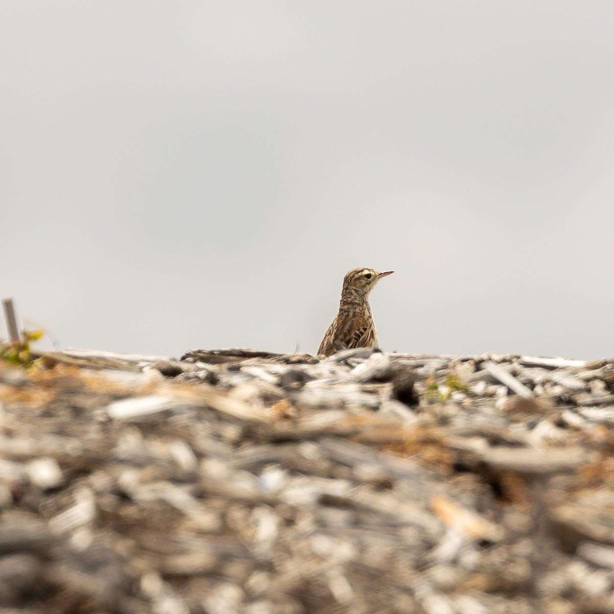 Australian Pipit - ML626886548