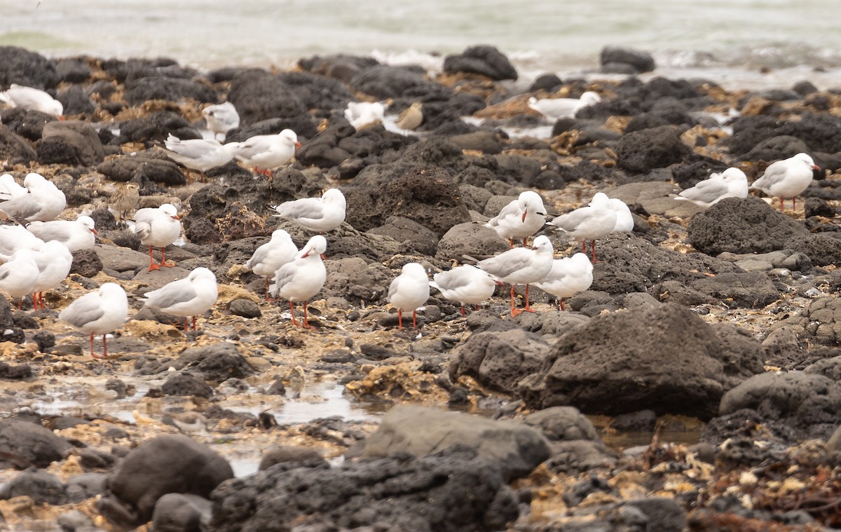 Silver Gull - ML626886581
