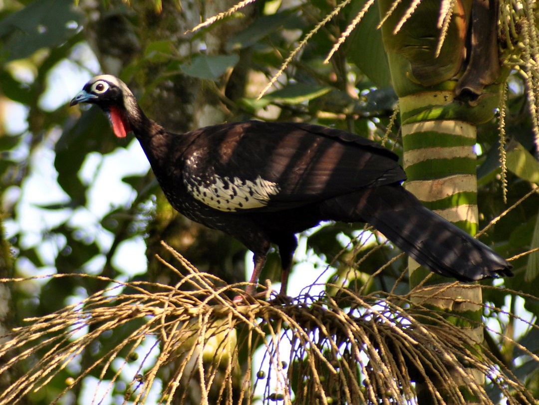 Black-fronted Piping-Guan - ML626886903