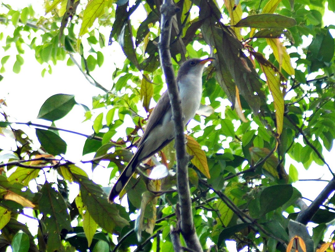Pearly-breasted Cuckoo - ML626886918