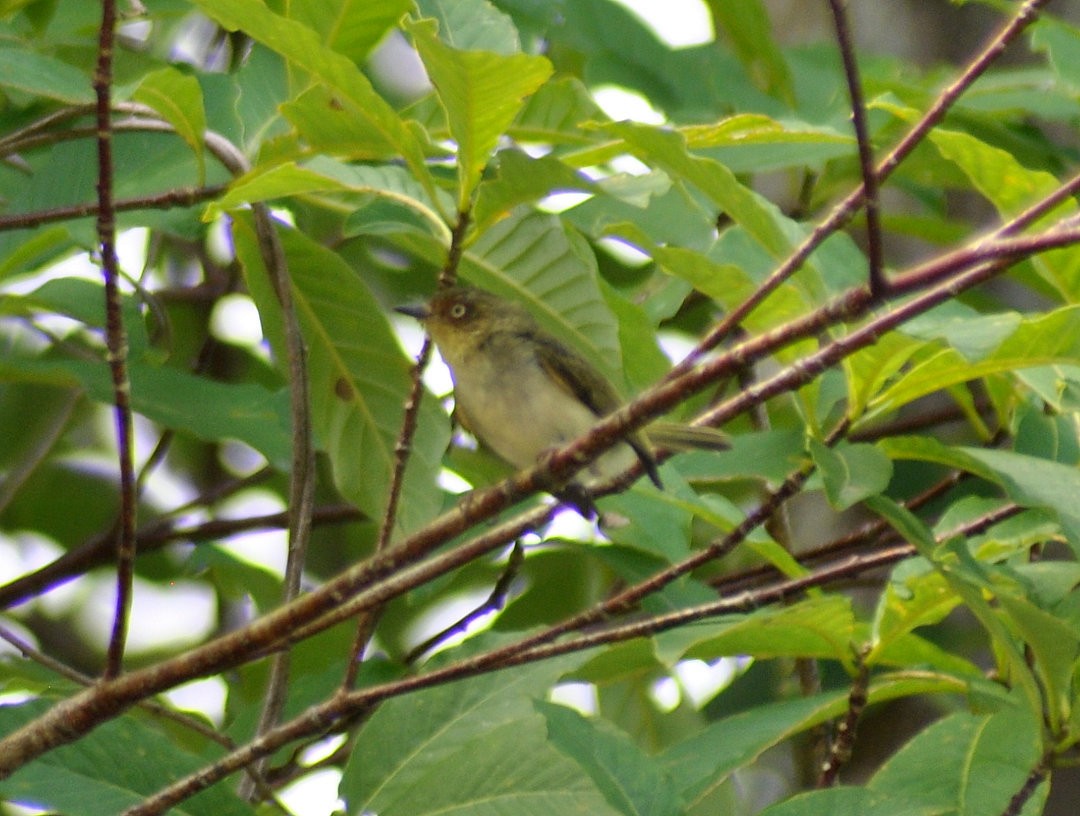Bay-ringed Tyrannulet - ML626887070