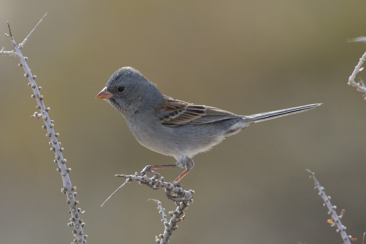 Black-chinned Sparrow - ML626887262