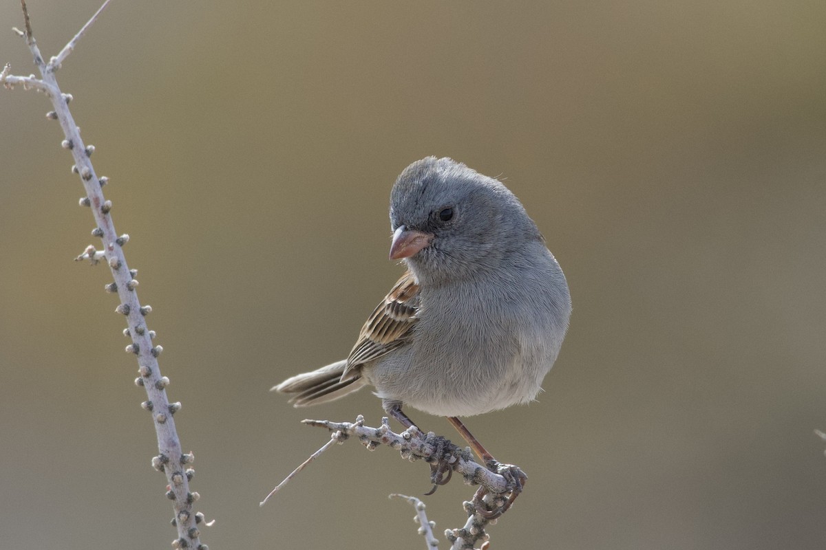 Black-chinned Sparrow - ML626887263