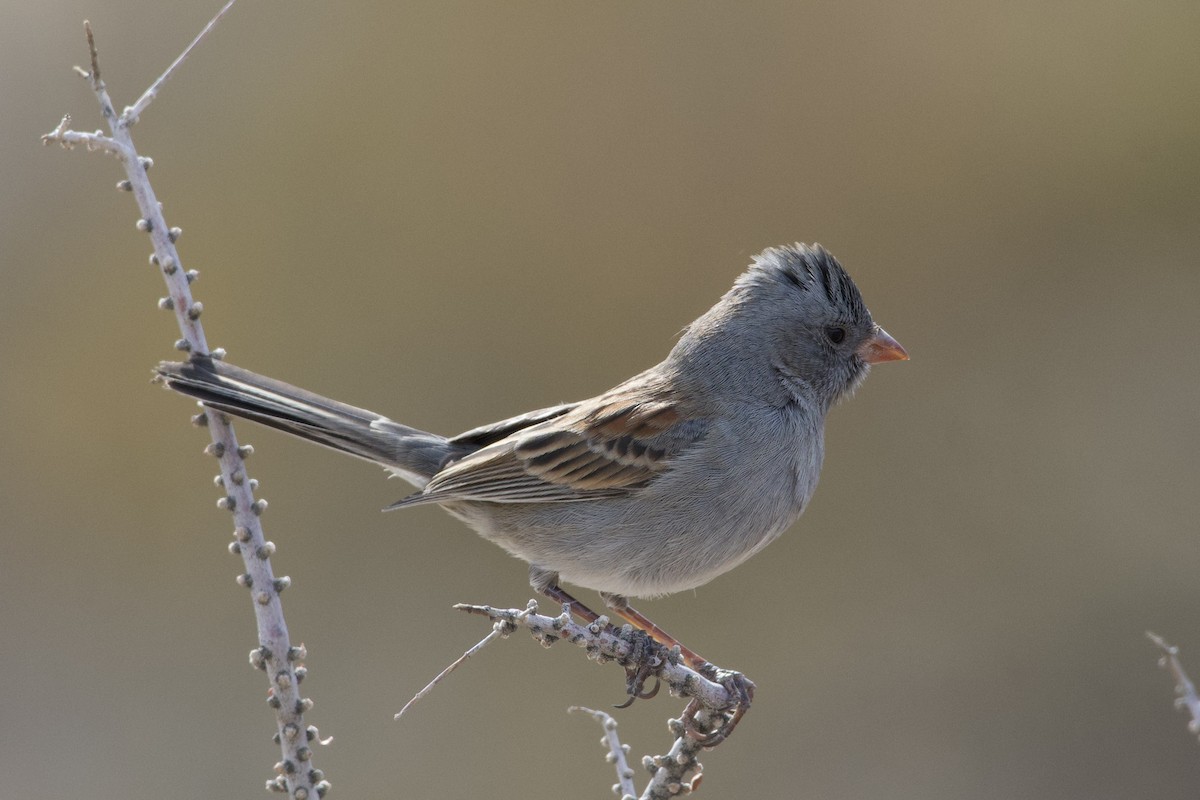 Black-chinned Sparrow - ML626887264