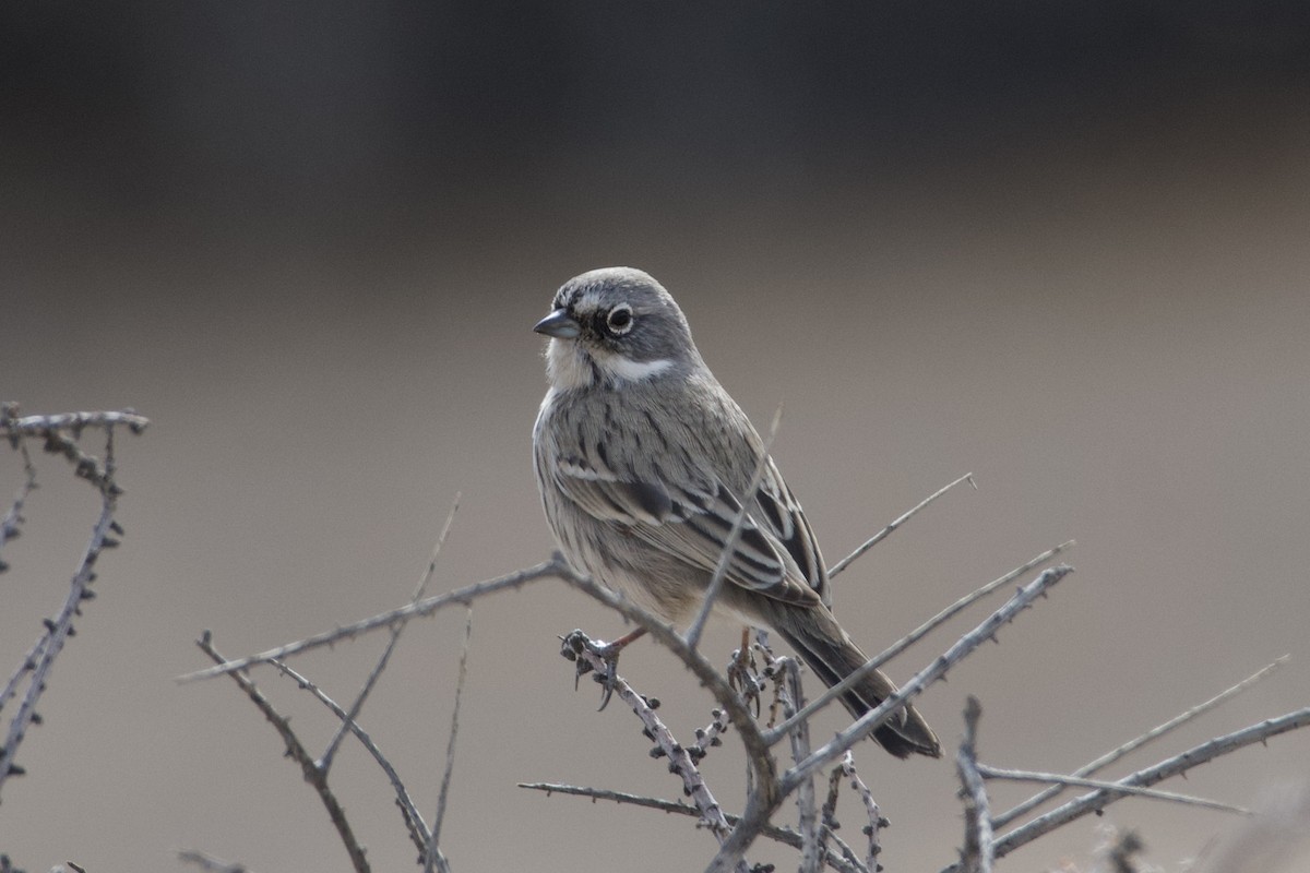 Sagebrush Sparrow - ML626887448