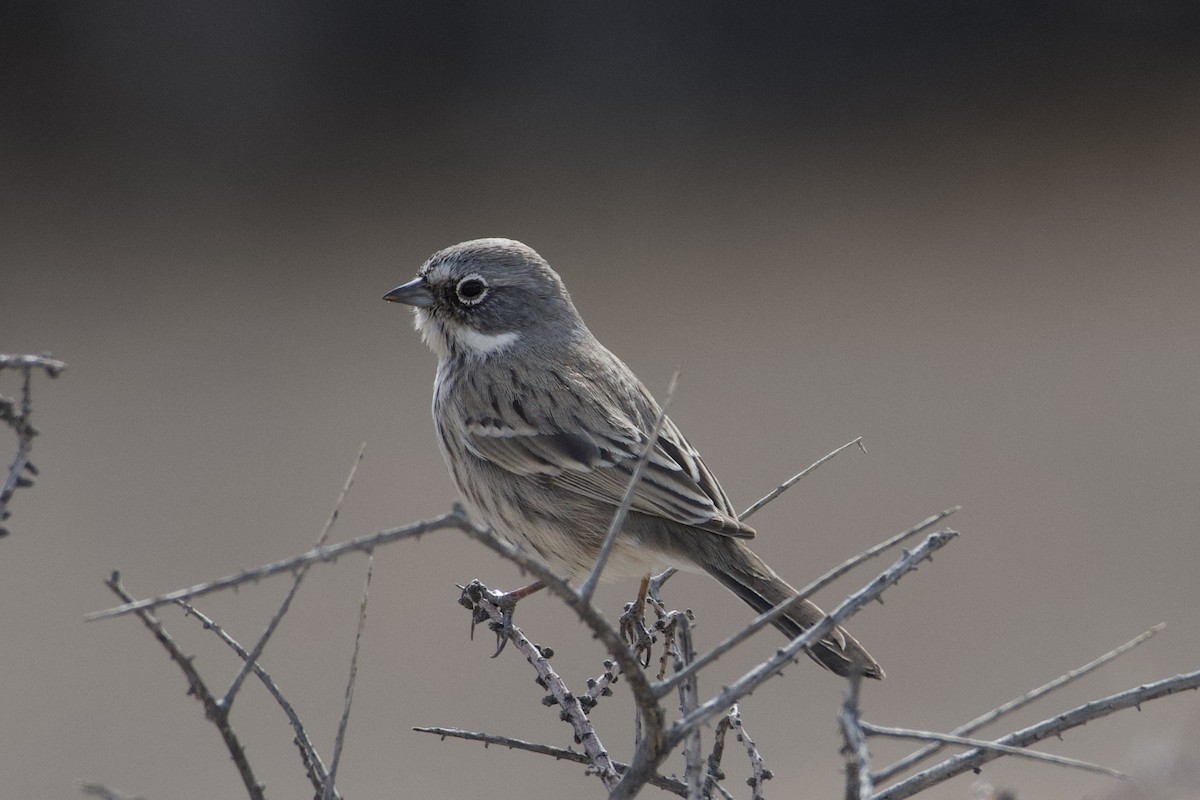 Sagebrush Sparrow - ML626887449