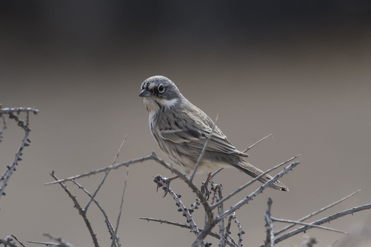 Sagebrush Sparrow - ML626887450