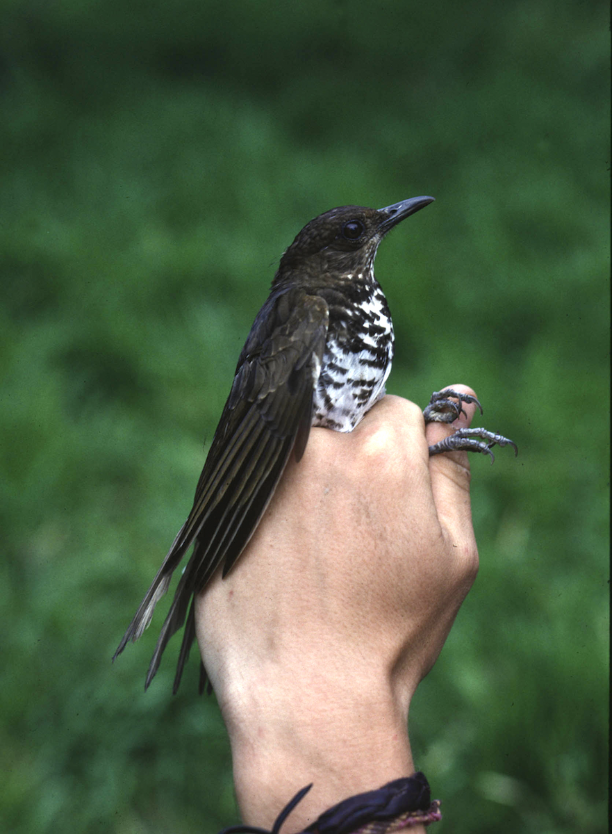 Marañon Thrush - ML626887776