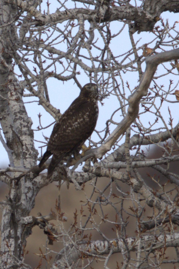 Red-tailed Hawk - ML626887843