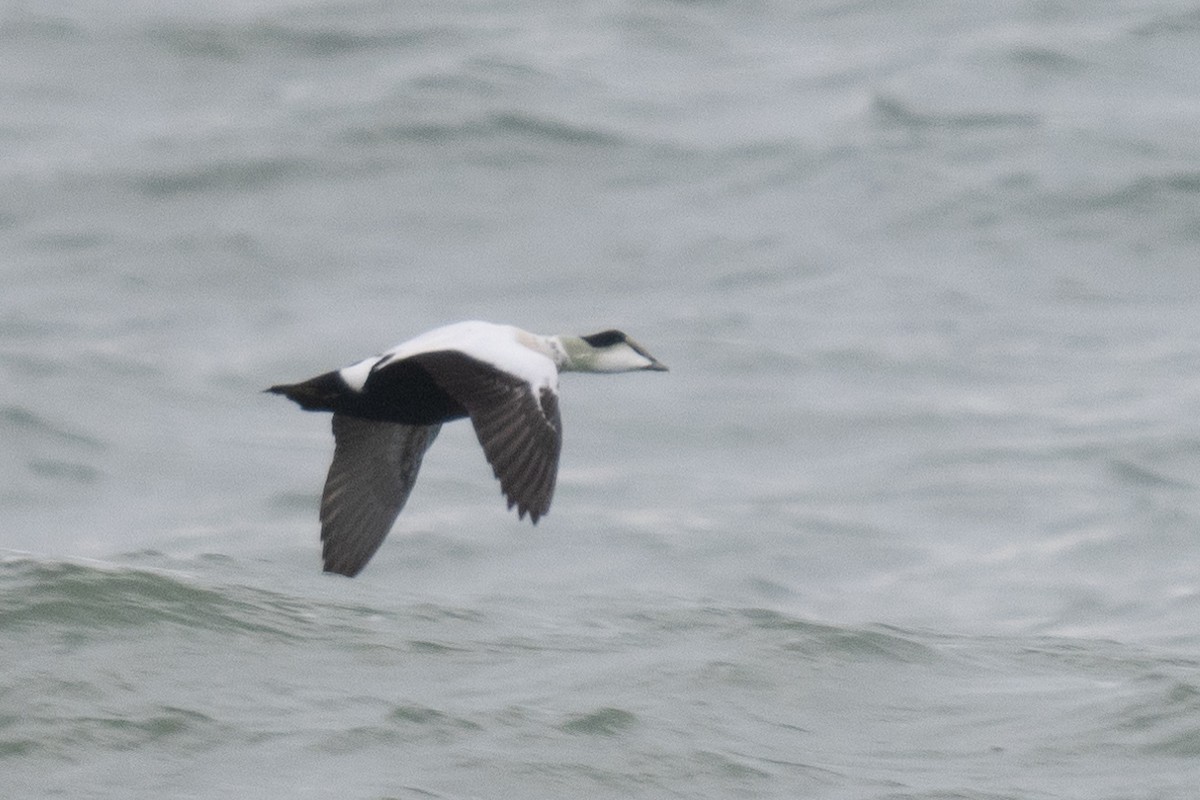 Common Eider - ML626888163