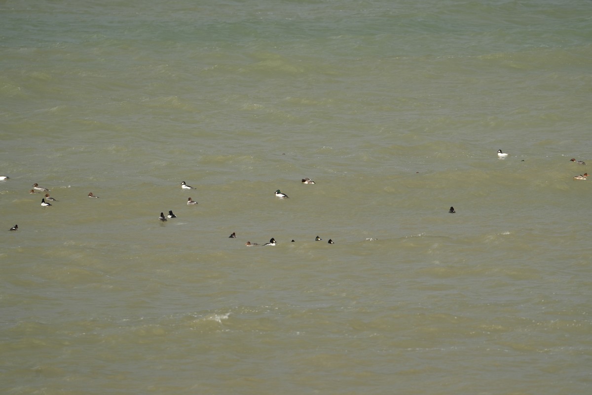 Common Goldeneye - ML626888360