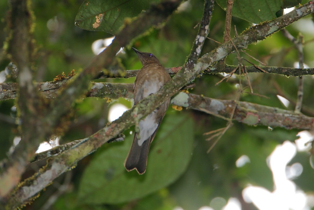 Pale-vented Thrush - ML626888363