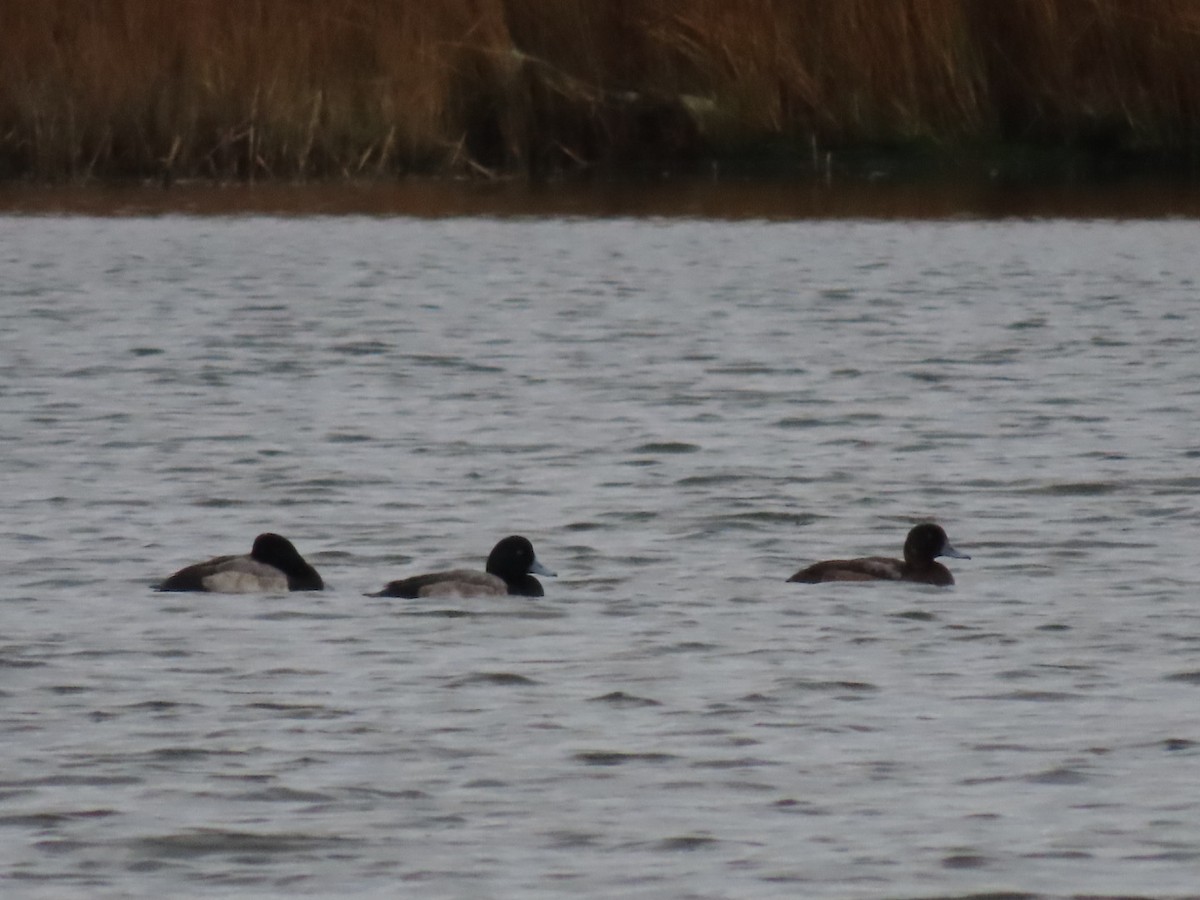 Greater Scaup - ML626888395