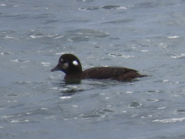 Harlequin Duck - ML626888409