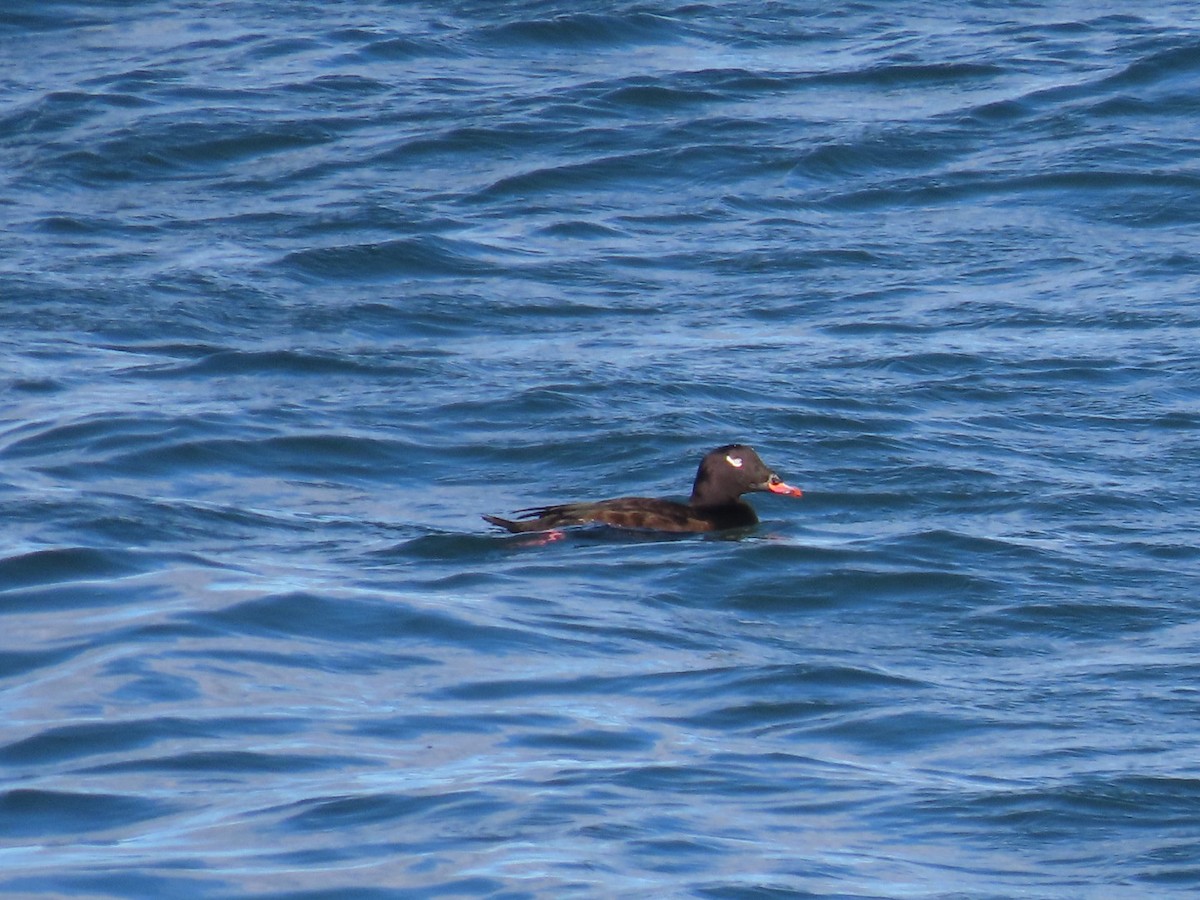 White-winged Scoter - ML626888415