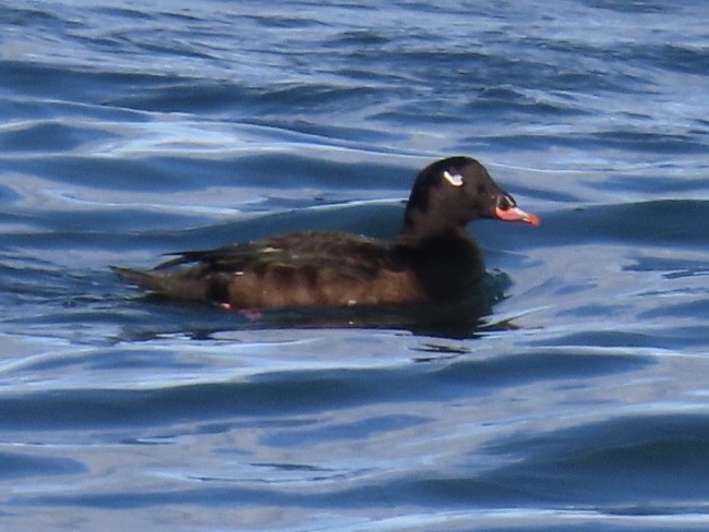 White-winged Scoter - ML626888416