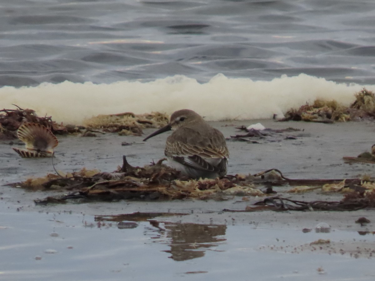 Dunlin - ML626888424