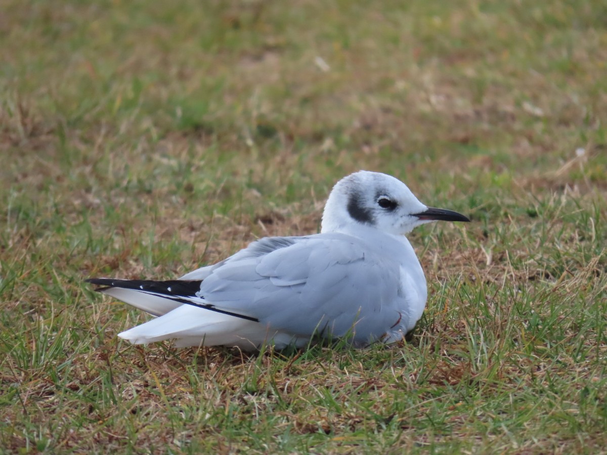 Bonaparte's Gull - ML626888452