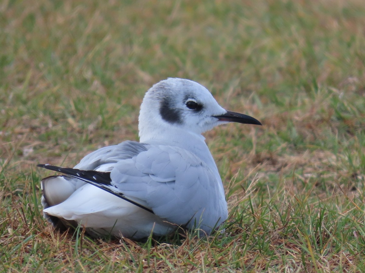 Bonaparte's Gull - ML626888453