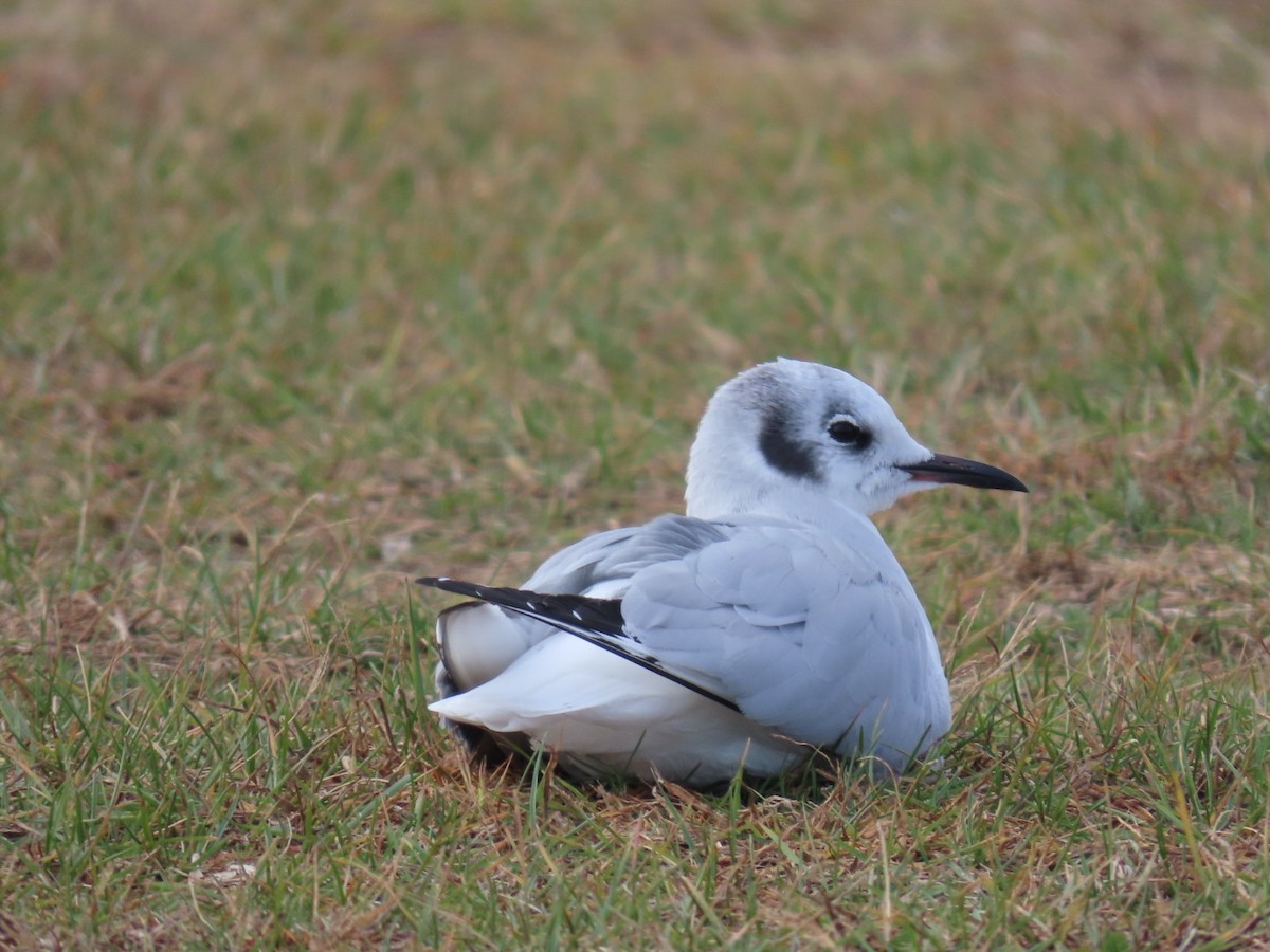 Bonaparte's Gull - ML626888454