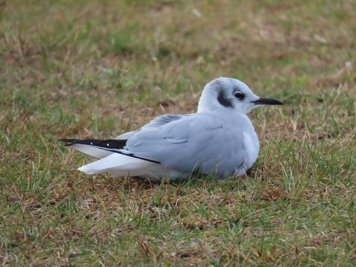 Bonaparte's Gull - ML626888455