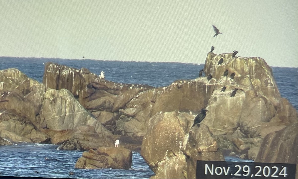 Nazca Booby - ML626888457