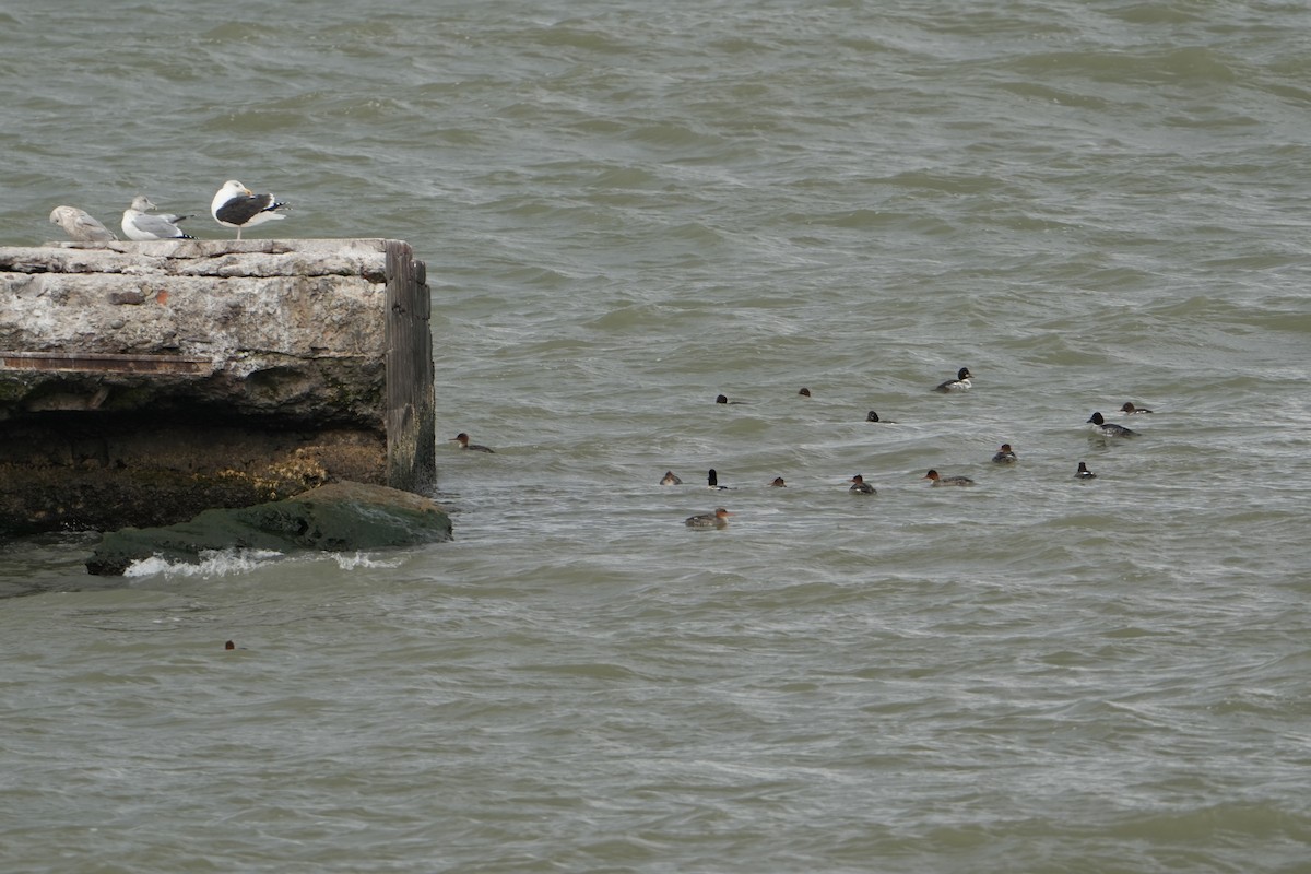 Common Goldeneye - ML626888459