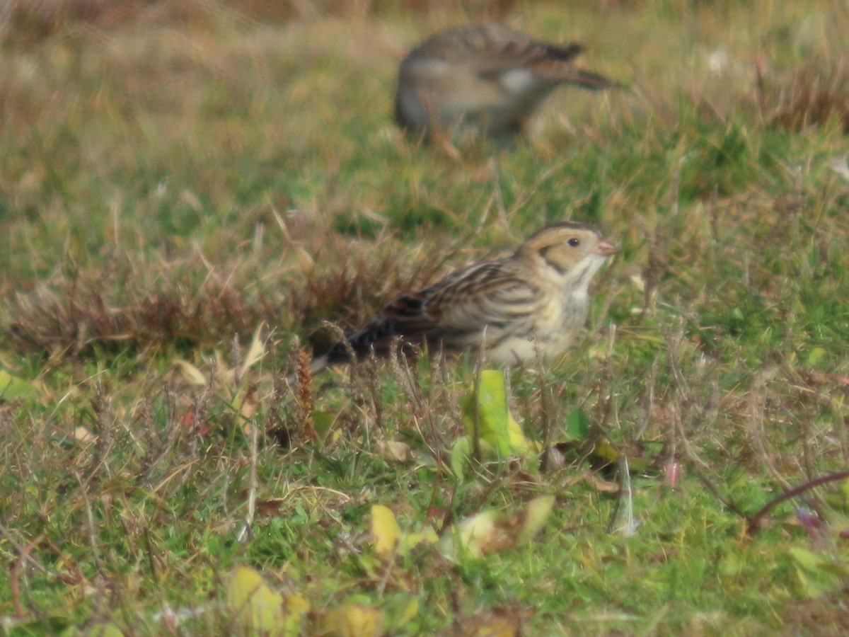 Lapland Longspur - ML626888464