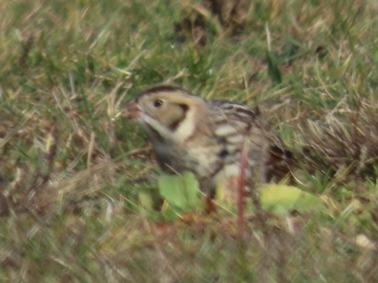 Lapland Longspur - ML626888465