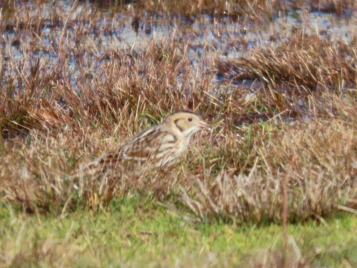 Lapland Longspur - ML626888466