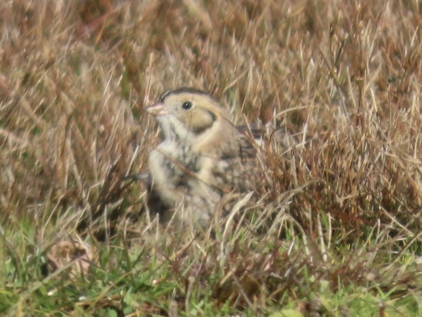 Lapland Longspur - ML626888467