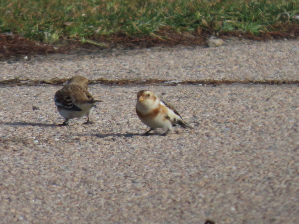 Snow Bunting - ML626888470