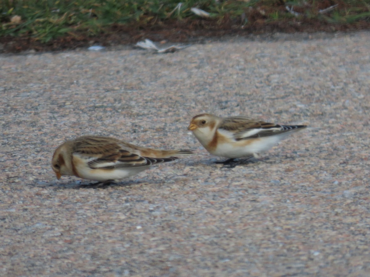 Snow Bunting - ML626888471