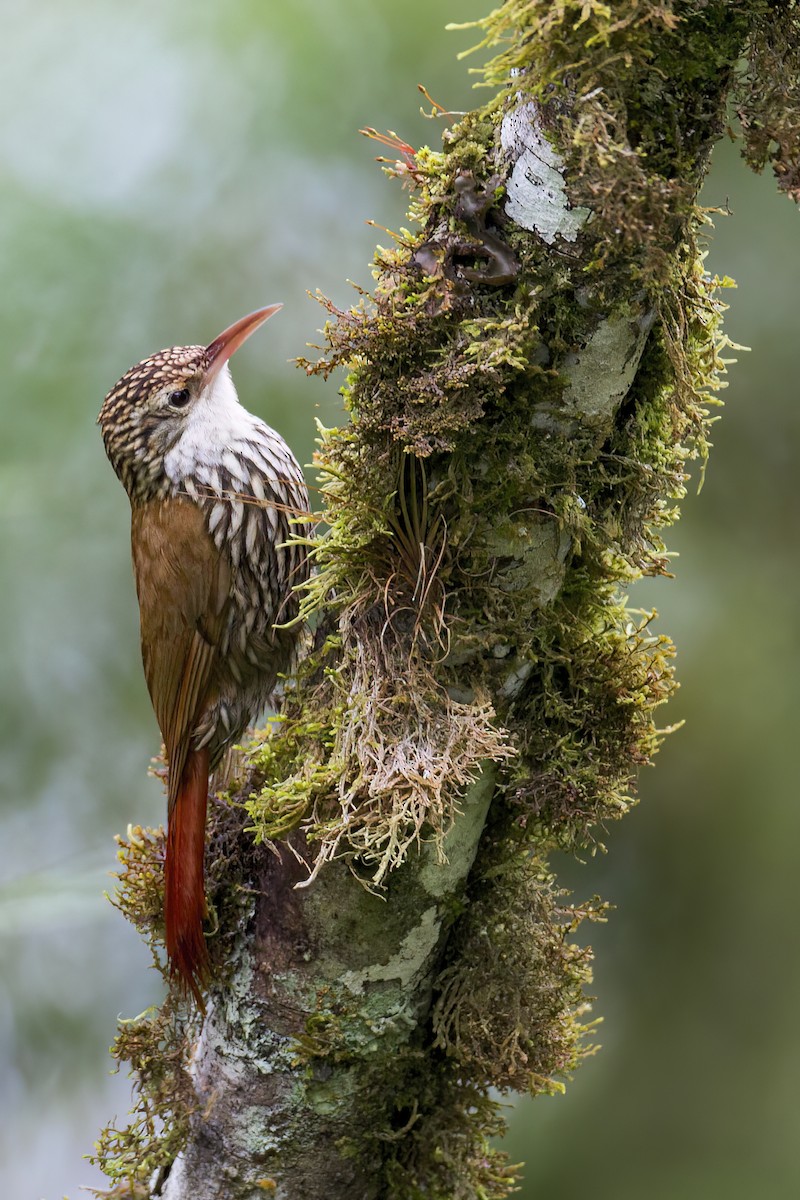 Scaled Woodcreeper - ML626888556