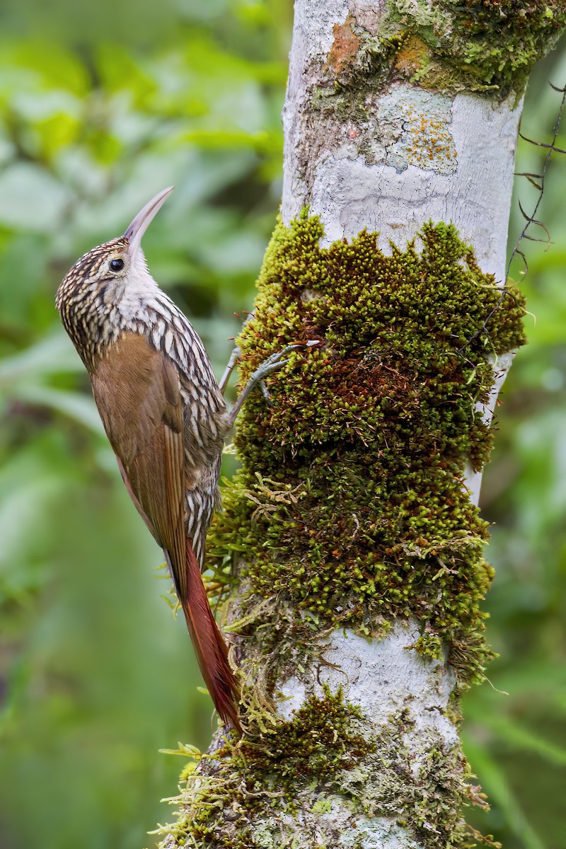 Scaled Woodcreeper - ML626888572